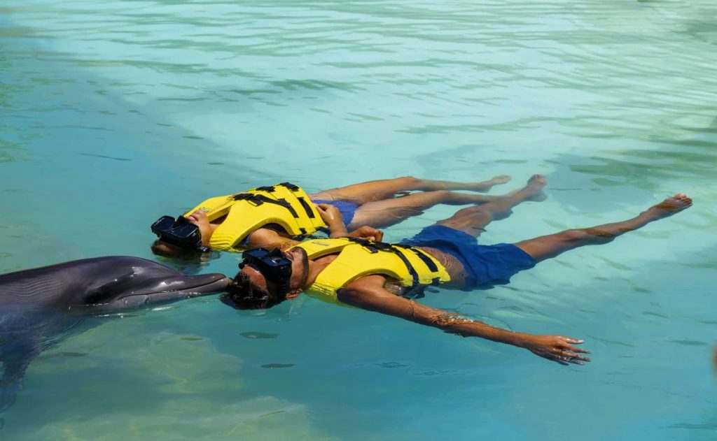 Dolphin Connection: Un Encuentro Inspirador con Delfines en Dolphinaris Riviera Maya 0