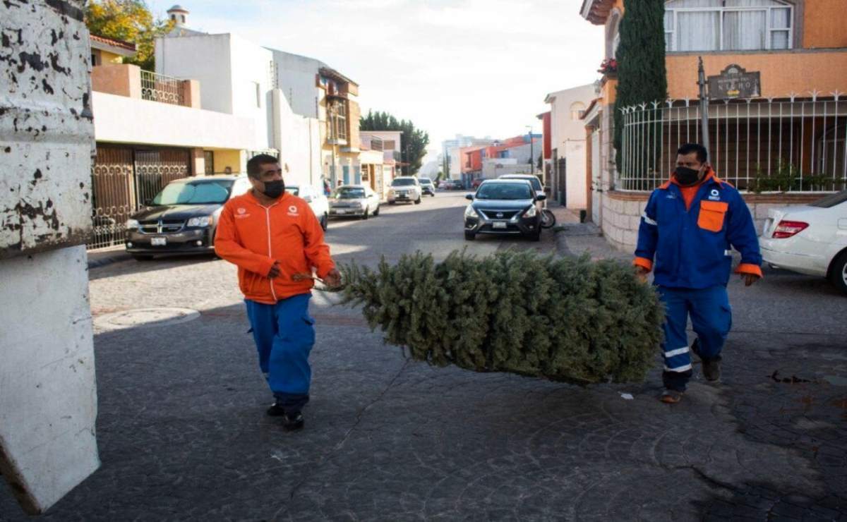 Recolectarán más de mil árboles de Navidad en Querétaro