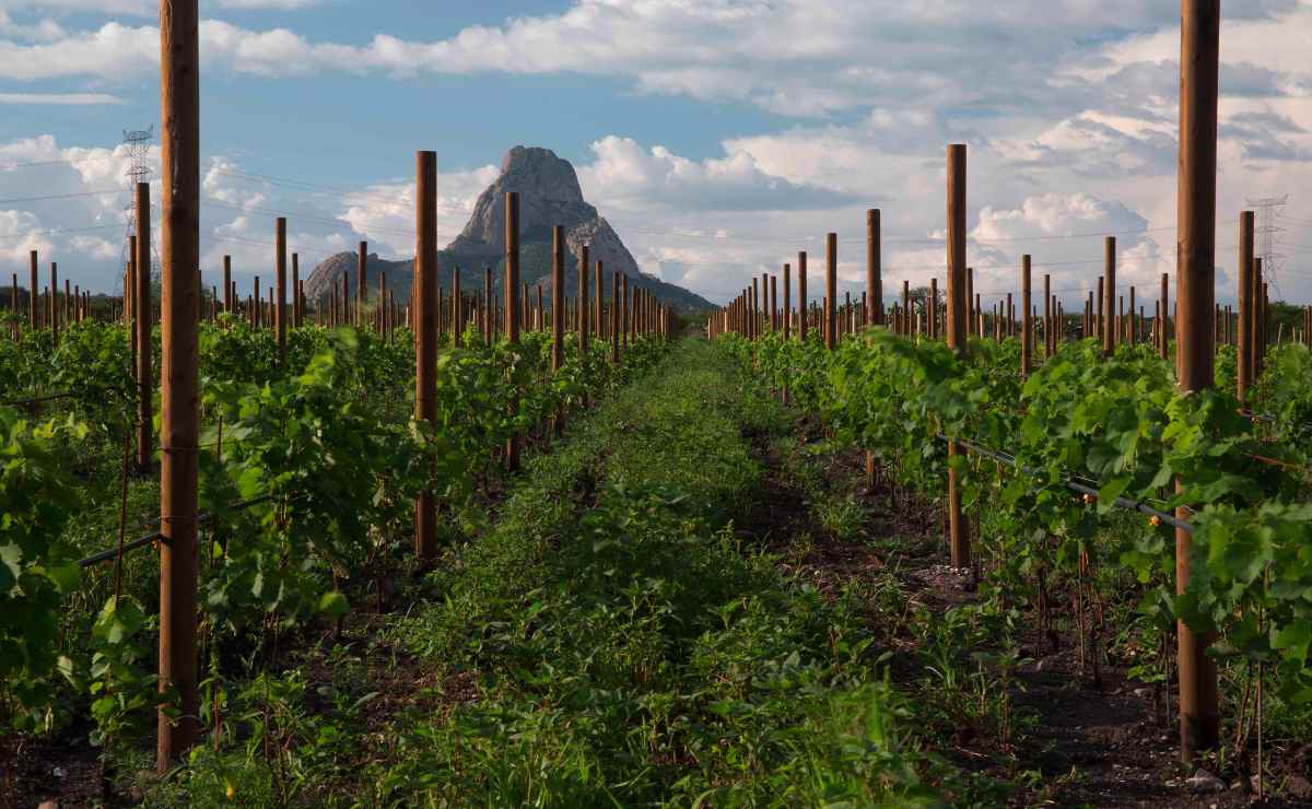 Buscan certificar vinos de Querétaro con la IGP